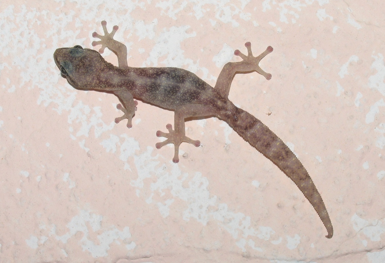 Euleptes europaea